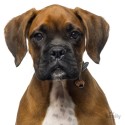 Medaglietta cane Boxer Tigrato - Indossata